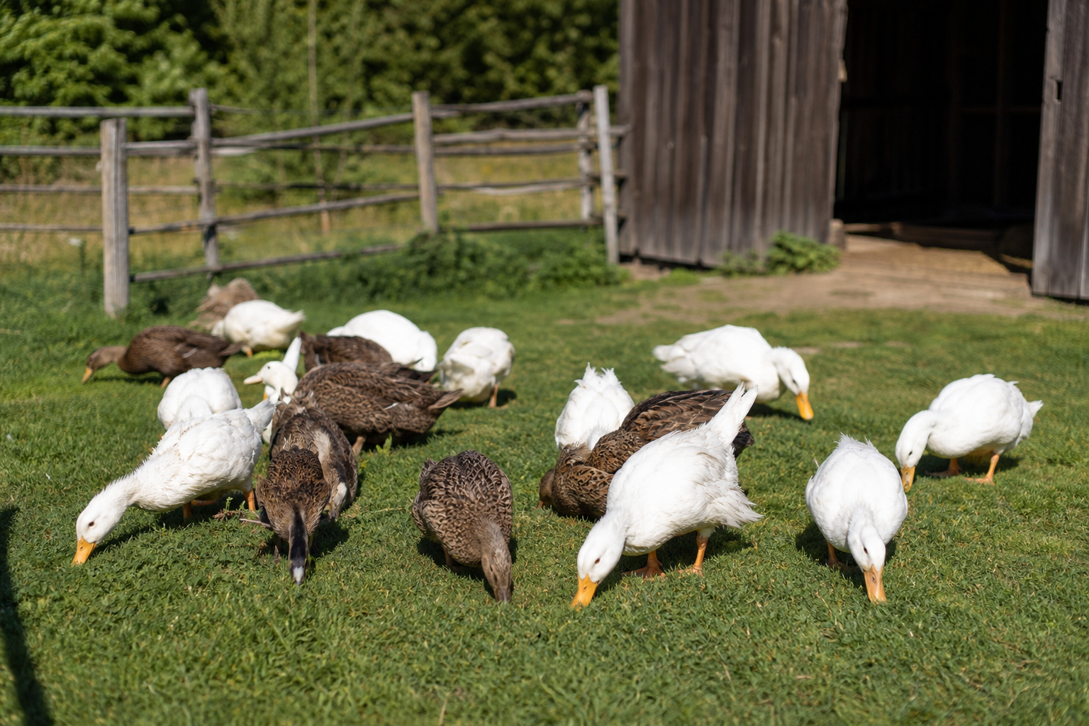 Domestic ducks foraging on a green homestead pasture